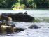 Turtles in the Shade
