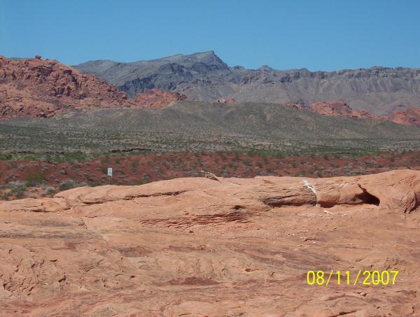 Desert Buddy