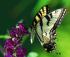 Butterfly ~