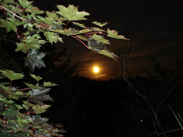 FireMoon FireMoon