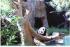 giant panda