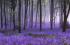 Divine Meadow~