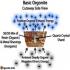Organite