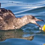 albatross-plastic-ocean-garbage-patch-pacific